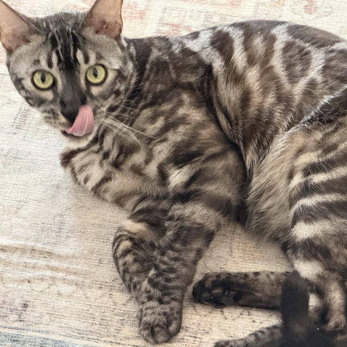 Fur-Real Cat Care