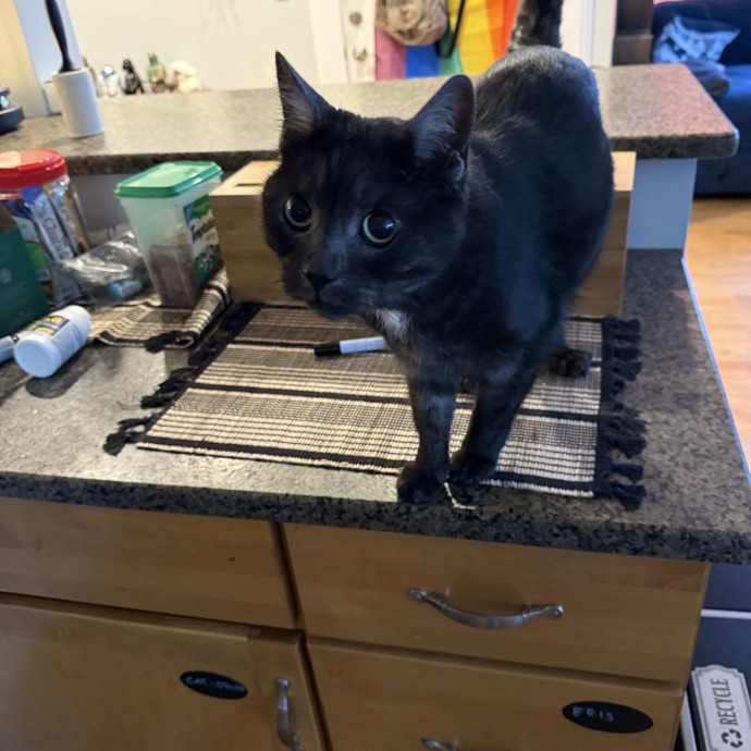 Fur-Real Cat Care