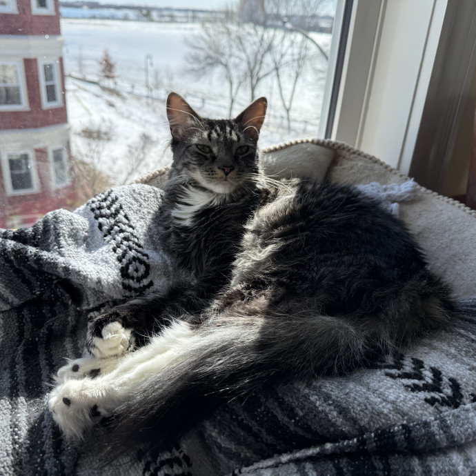 Fur-Real Cat Care