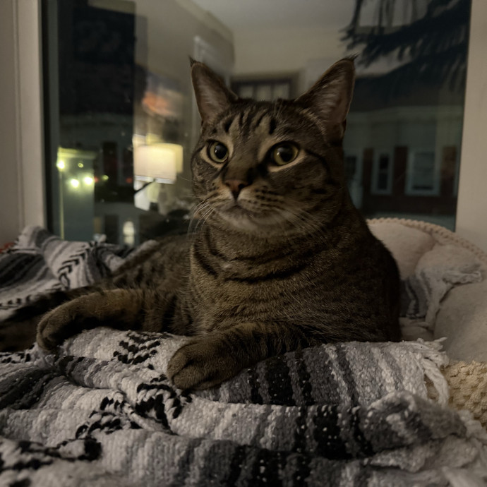 Fur-Real Cat Care