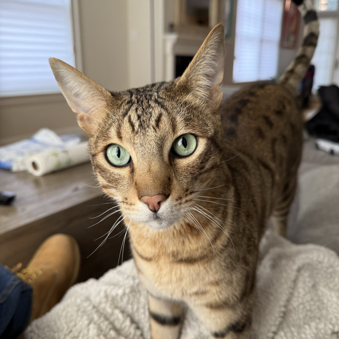 Fur-Real Cat Care