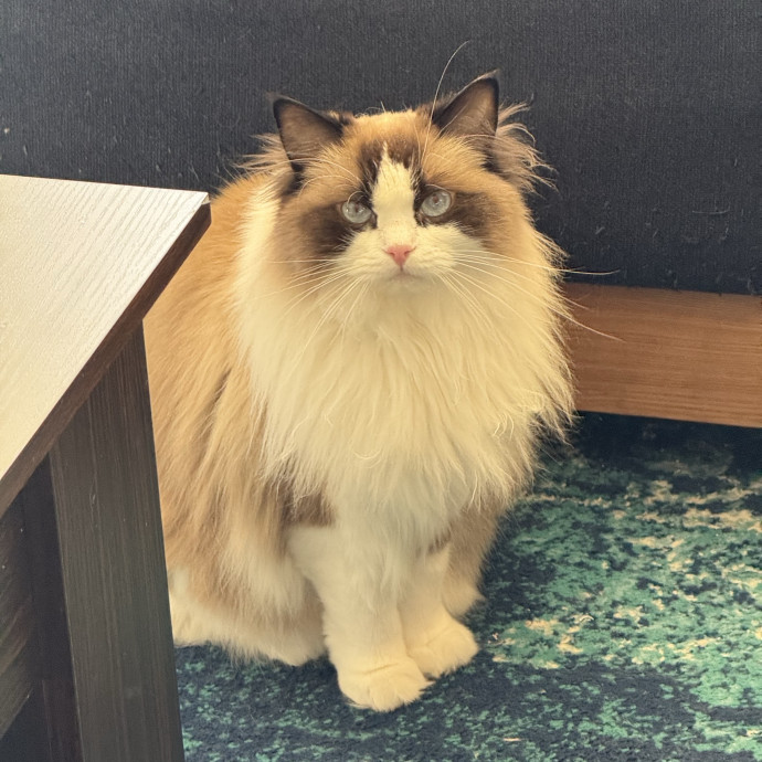 Fur-Real Cat Care