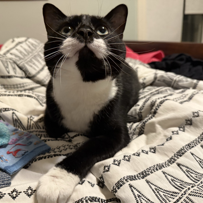 Fur-Real Cat Care