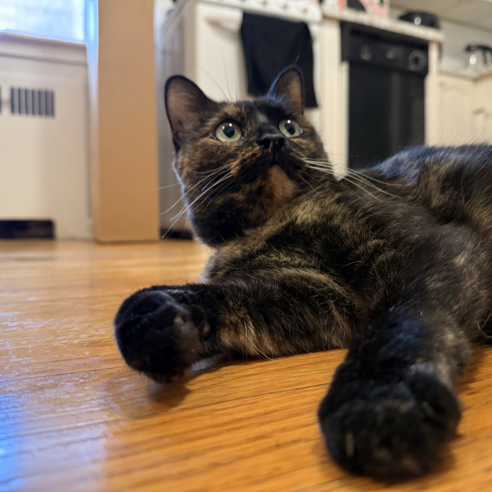 Fur-Real Cat Care