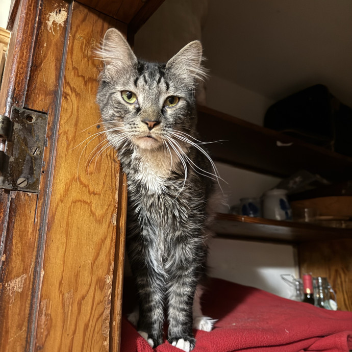 Fur-Real Cat Care