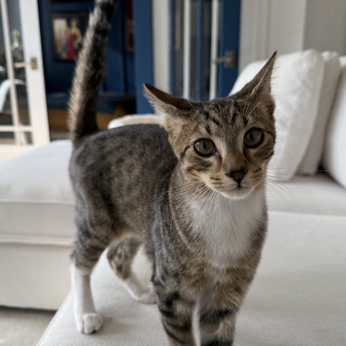 Fur-Real Cat Care