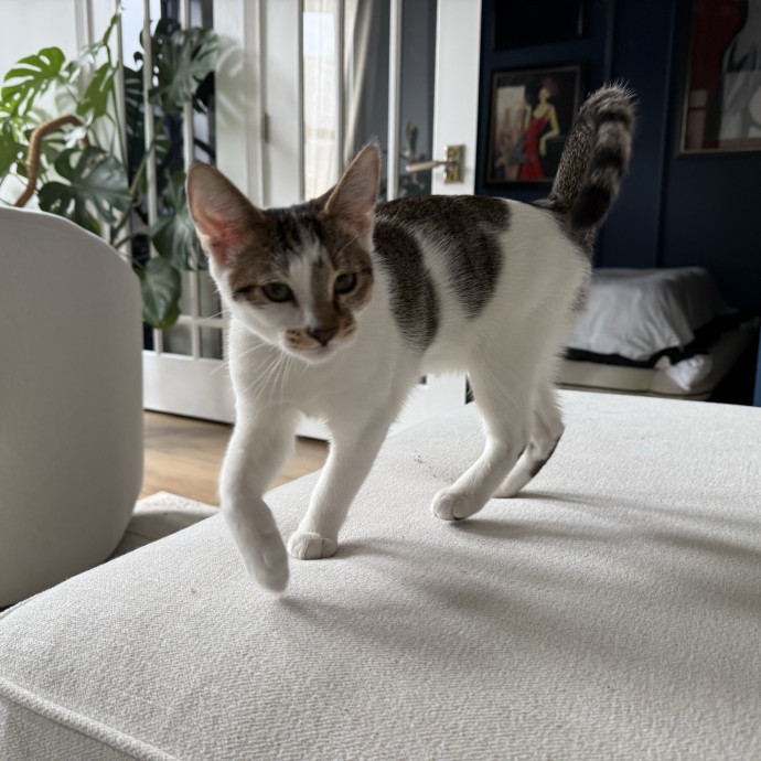 Fur-Real Cat Care