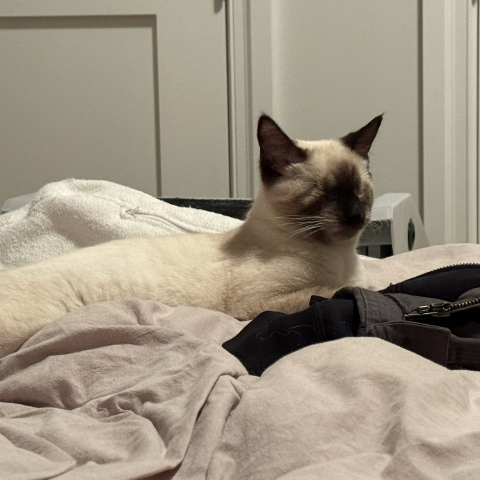Fur-Real Cat Care