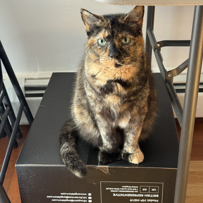 Fur-Real Cat Care