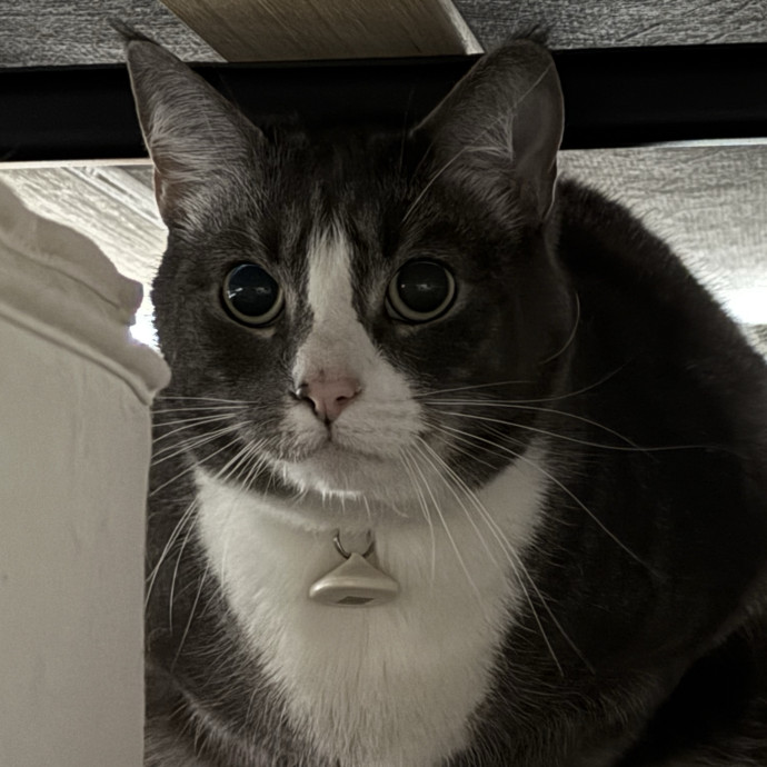 Fur-Real Cat Care