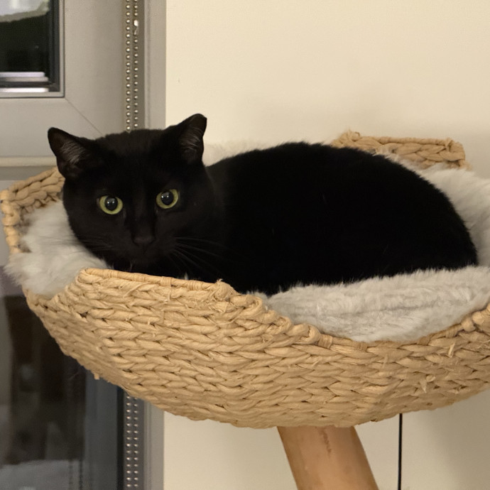 Fur-Real Cat Care