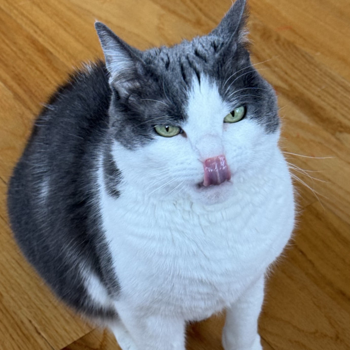 Fur-Real Cat Care