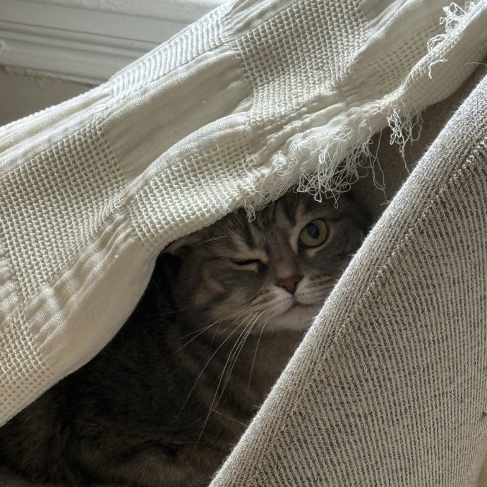 Fur-Real Cat Care
