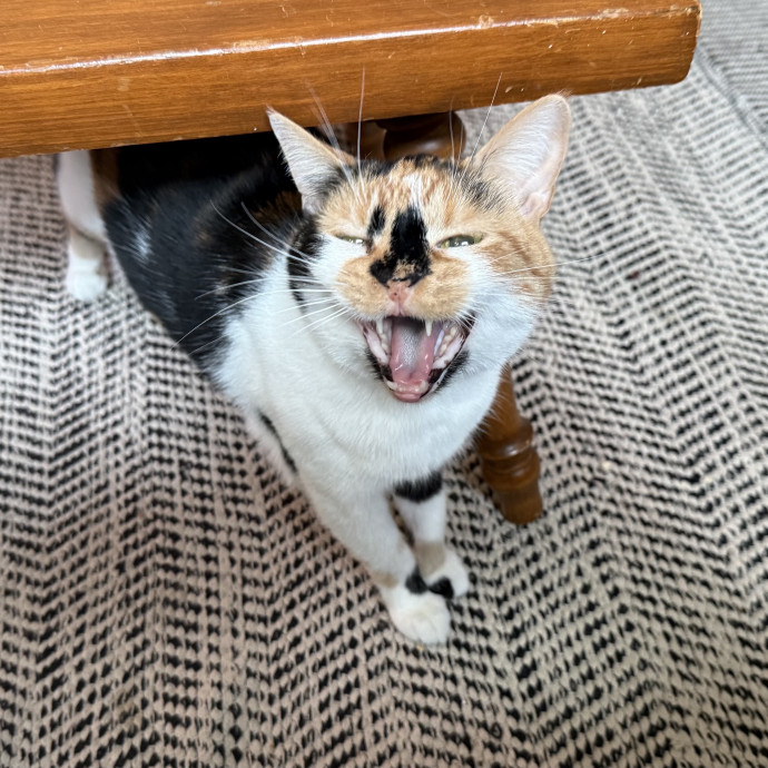 Fur-Real Cat Care