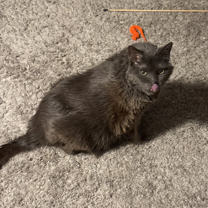 Fur-Real Cat Care