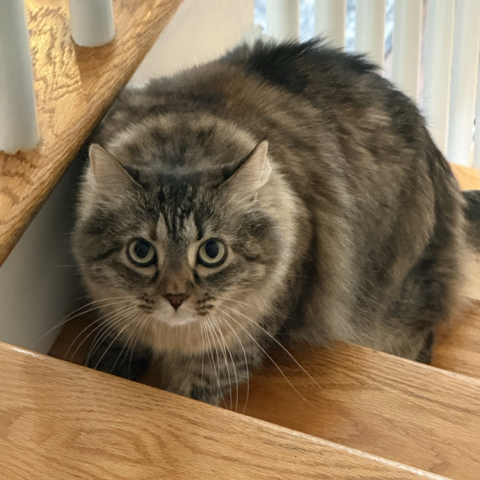Fur-Real Cat Care