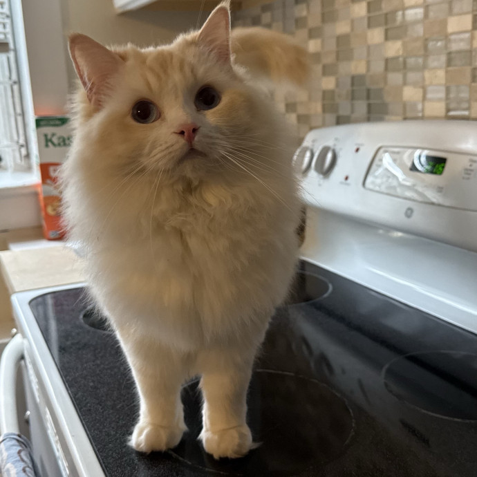 Fur-Real Cat Care