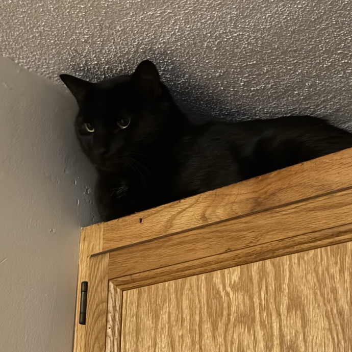 Fur-Real Cat Care