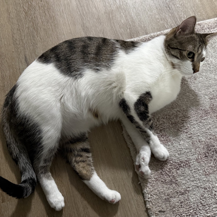 Fur-Real Cat Care