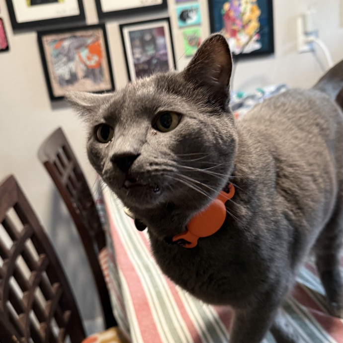 Fur-Real Cat Care