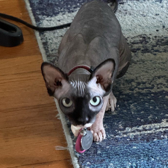 Fur-Real Cat Care