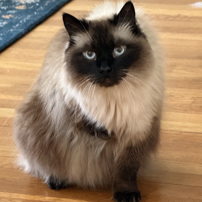 Fur-Real Cat Care
