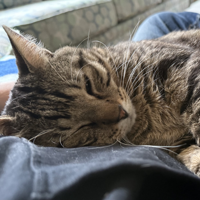 Fur-Real Cat Care