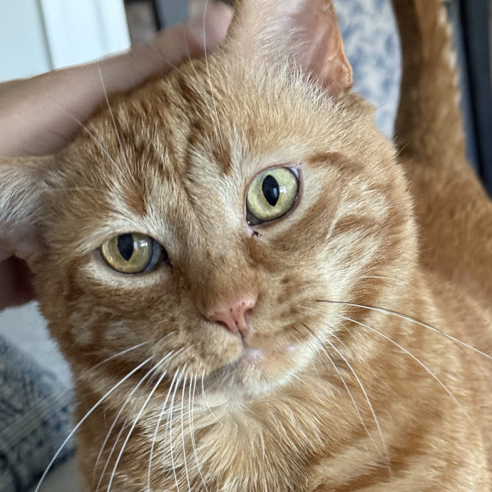 Fur-Real Cat Care