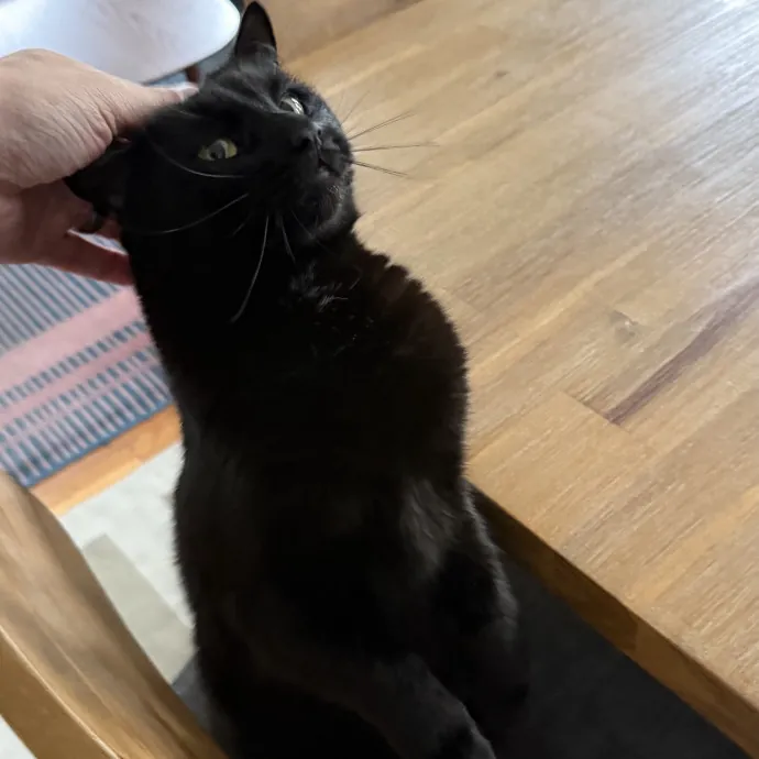 Fur-Real Cat Care photo 3
