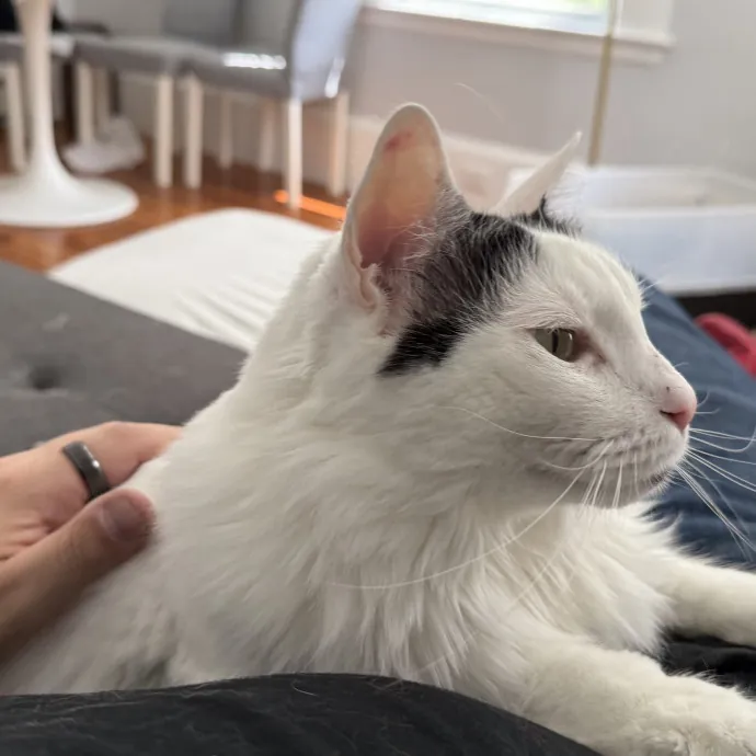 Fur-Real Cat Care photo 2