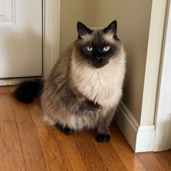 Fur-Real Cat Care