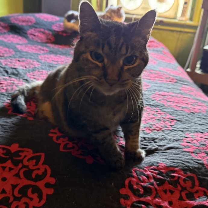 Fur-Real Cat Care photo 3
