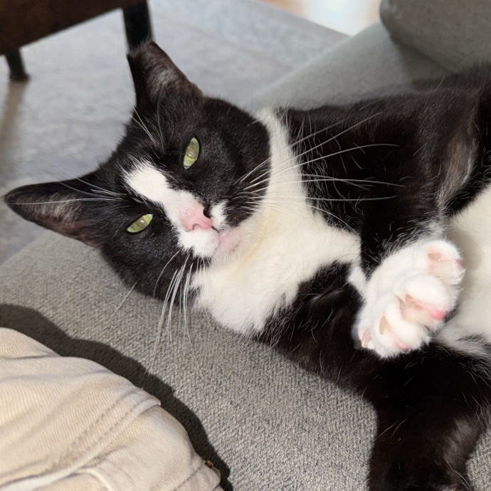 Fur-Real Cat Care photo 2