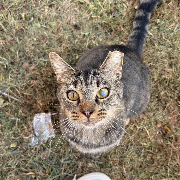 Kitty Lover Community Builder