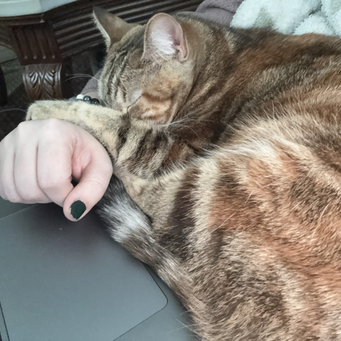 Kitty Lover Community Builder photo 3