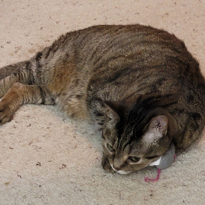 Cat Nanny By Day Cat Whisperer By Night