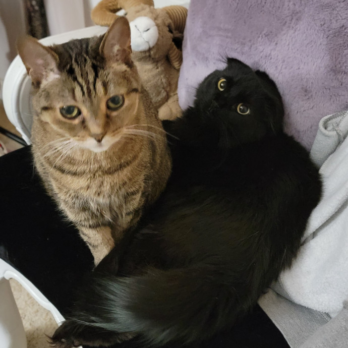 Cat Nanny By Day Cat Whisperer By Night