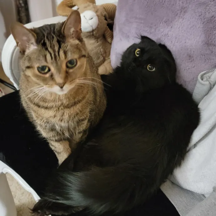 Cat Nanny By Day Cat Whisperer By Night