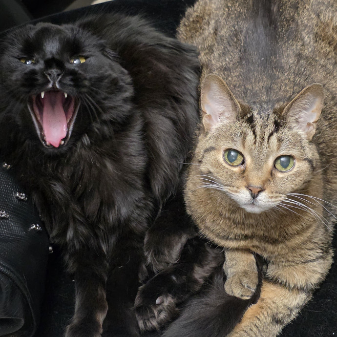 Cat Nanny By Day Cat Whisperer By Night photo 2