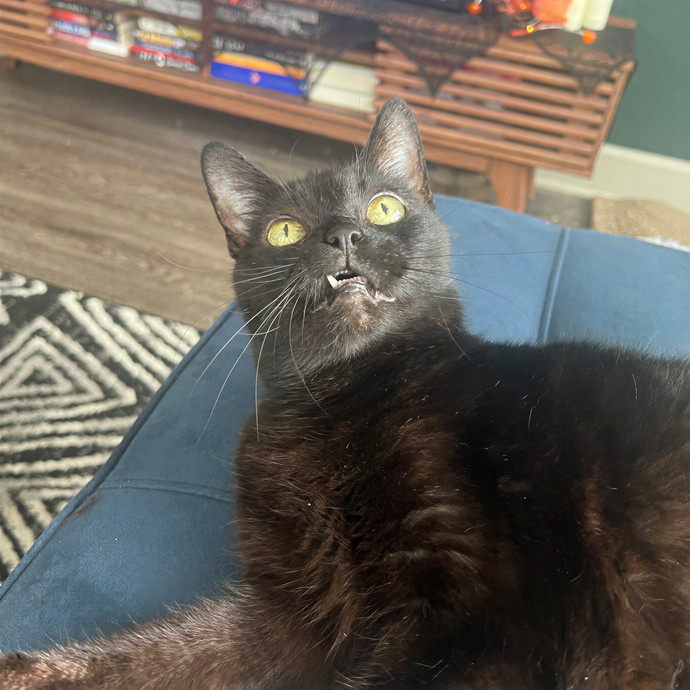 Megans Meow Worthy Care