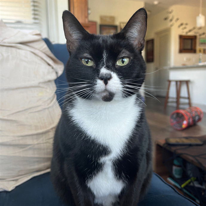 Megans Meow Worthy Care