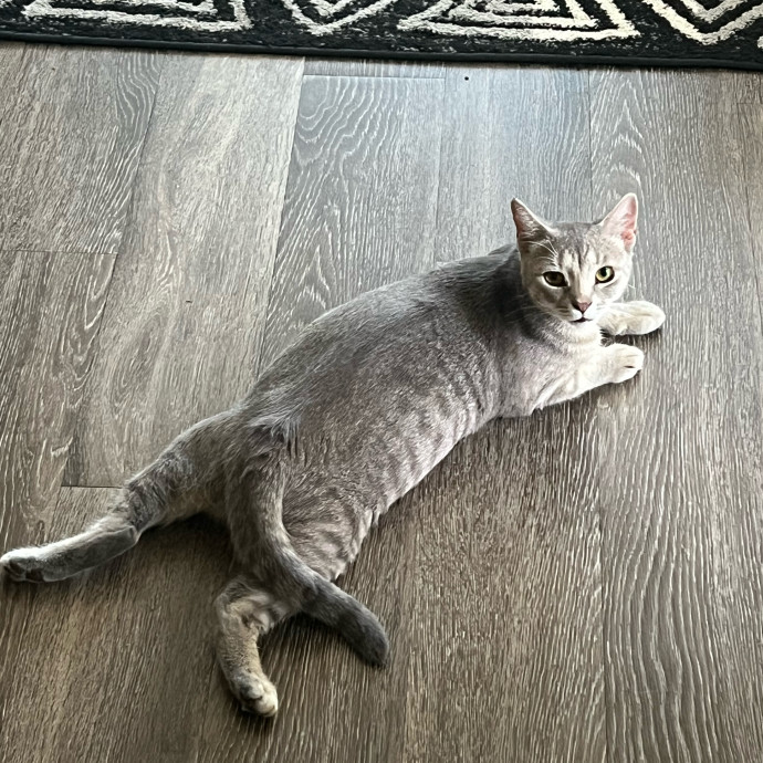 Megans Meow Worthy Care photo 3