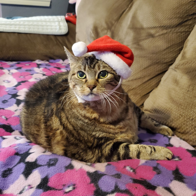 Itty Bitty Kitty Committee - Cat Care