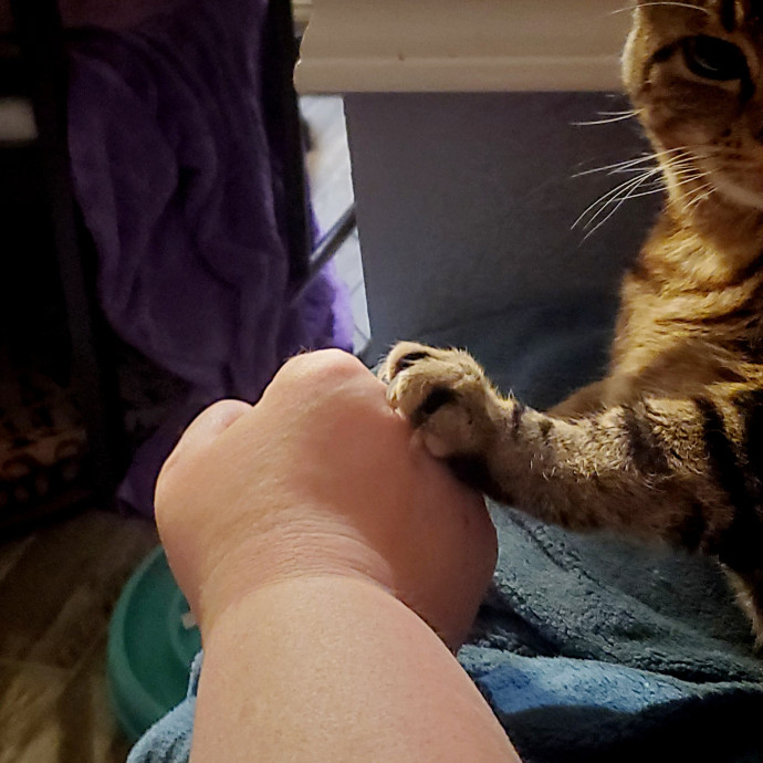 Itty Bitty Kitty Committee - Cat Care