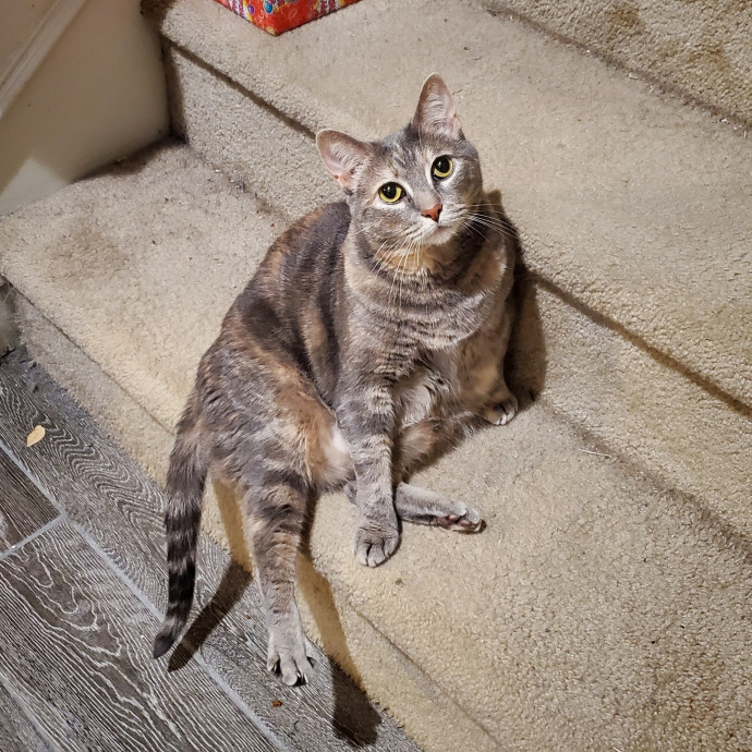 Itty Bitty Kitty Committee - Cat Care