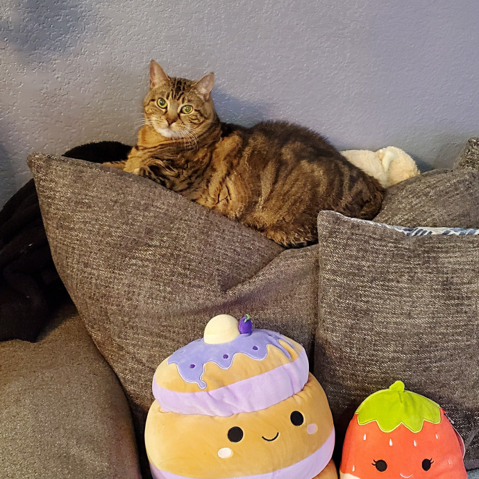 Itty Bitty Kitty Committee - Cat Care