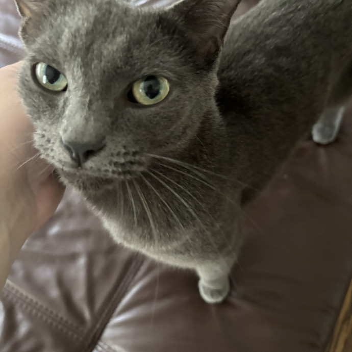 Loving  Patient Cat Behavior Sitter