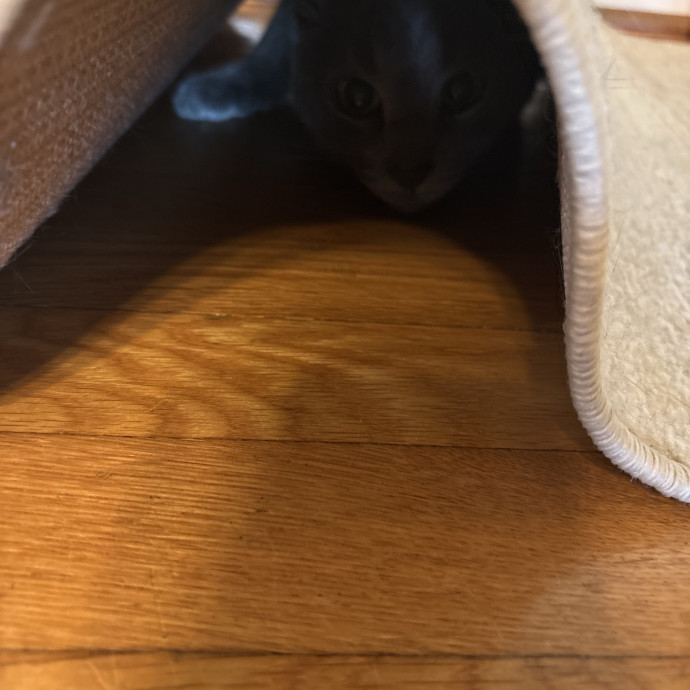 Loving  Patient Cat Behavior Sitter
