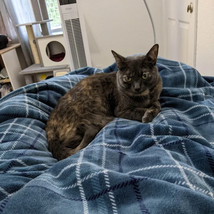 Benevolent Cat Lover