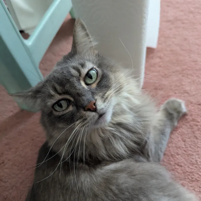 Benevolent Cat Lover